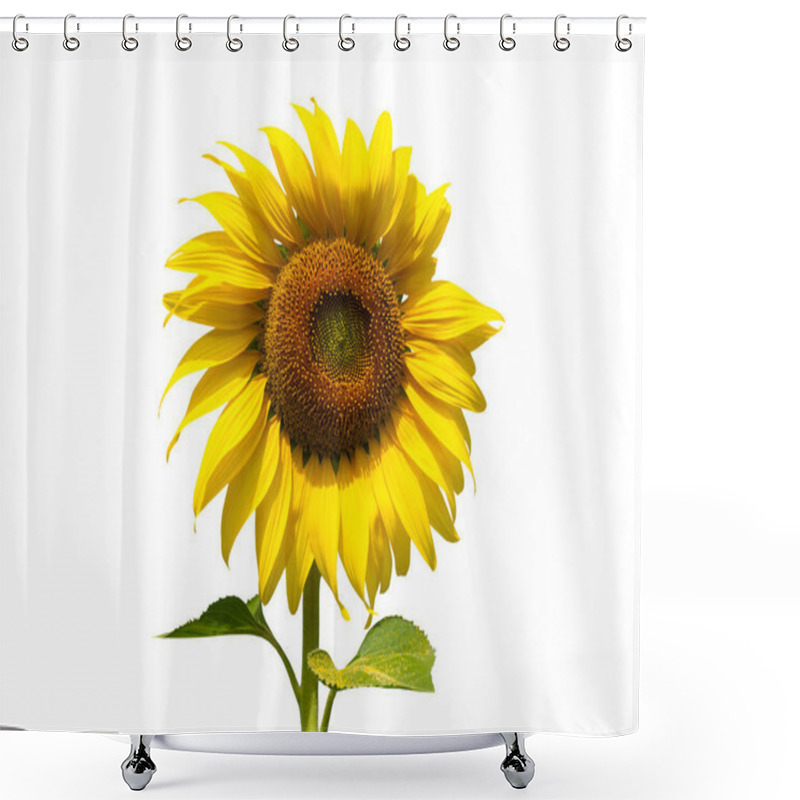 Personality  Sunflower flower isolated on white background. (This has clipping path)     shower curtains