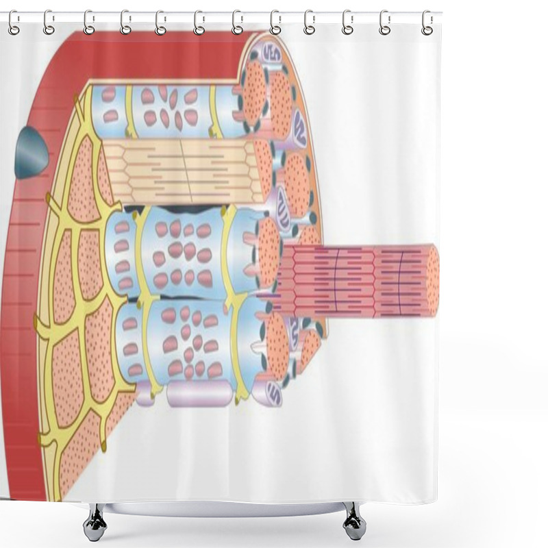Personality  Muscle Anatomy Shower Curtains