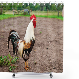 Personality  Beautiful Cock Crows. Shower Curtains