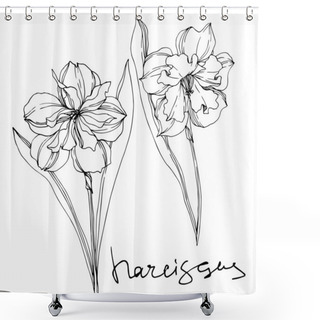 Personality  Vector Narcissus Floral Botanical Flowers. Black And White Engraved Ink Art. Isolated Narcissus Illustration Element. Shower Curtains
