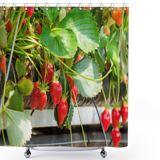 Personality  Fresh Strawberries Shower Curtains