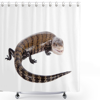 Personality  Eastern Blue-tongued Skink On White Shower Curtains