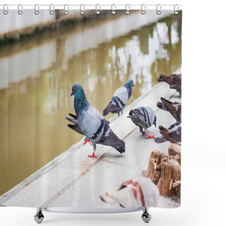 Personality  Pegions Or Doves Inhabited The City, Pegions Is The Symbol Of Peace, Thailand. Shower Curtains