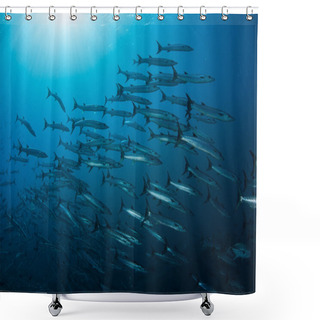 Personality  Large School Of Blackfin Barracuda Shower Curtains