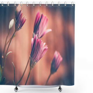 Personality  Closeup Grunge Style Photo Of A Beautiful Gentle Pink Daisy Flowers Over Blurry Background, Abstract Floral Wallpaper, Beauty Of Spring Nature Shower Curtains