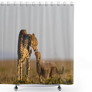 Personality  Cheetah Male Walking And Looking For Prey Shower Curtains