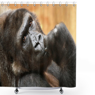 Personality  Gorilla Ape, Primate Animal,  Shower Curtains