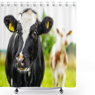Personality  Calf Portrait Of Two Curious Cows Shower Curtains