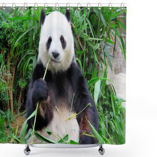 Personality  Panda Eating Bamboo Shower Curtains