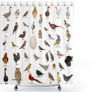 Personality  Birds Who Have Appeared From Egg Shower Curtains
