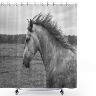 Personality  Strong Andalusian Horse Running In The Field. Portrait, Close Up, Black And White. Shower Curtains