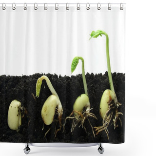 Personality  Germinating Beans Seeds Shower Curtains