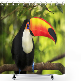 Personality  Toucan (Ramphastos Toco) Shower Curtains