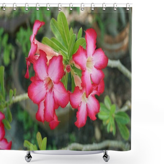 Personality  Pink Adenium Obesum Flower In Nature Garden Shower Curtains