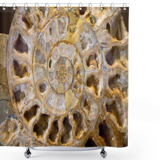 Personality  Detail Of Ammonite Fossil  Shower Curtains