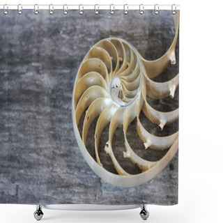 Personality  Nautilus Shell With Copy Space Concrete Stone Background Cross Section Symmetry Fibonacci Spiral Sequence  Shower Curtains