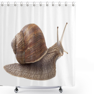 Personality  Land Snail Shower Curtains