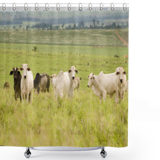 Personality  Cattle Grazing Shower Curtains