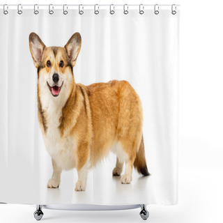 Personality  Cute Welsh Corgi Pembroke Isolated On White Background  Shower Curtains