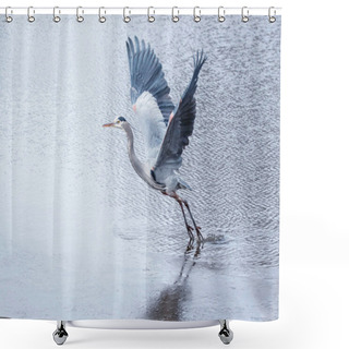 Personality  Beautiful Great Blue Heron Taking Off From A Pond  Shower Curtains
