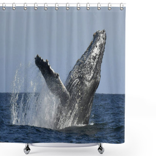 Personality  Humpback Whale Breaching. Humpback Whale Jumping Out Of The Water. South Africa.  Shower Curtains