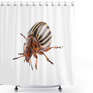 Personality  One Colorado Potato Beetle Isolated On White Shower Curtains