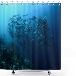 Personality  Fish Shower Curtains
