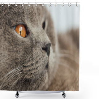 Personality  Partial View Of Adorable Scottish Fold Cat Looking Away Shower Curtains