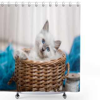 Personality  Ragdoll Blue Point Little Kitten  Shower Curtains