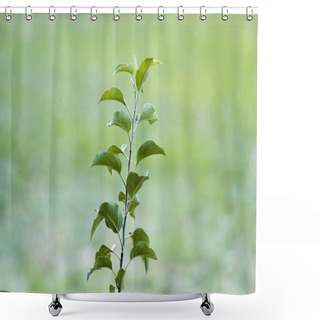 Personality  Young Plant With Green Leaves Growing On Blurred Background, Ecology Concept Shower Curtains