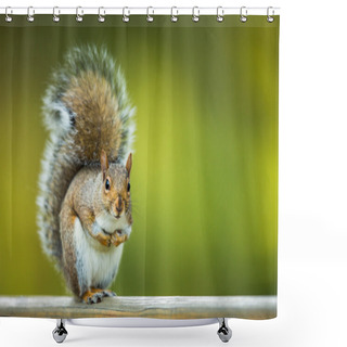 Personality  Eastern Grey Squirrel (Sciurus Carolinensis) Shower Curtains