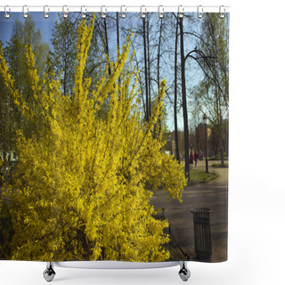 Personality  Lush Bush Of Blooming Forsythia Intermedia Covered With Bright Yellow Flowers Growing In The Park Shower Curtains