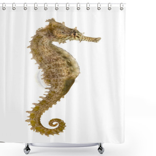Personality  Side View Of A Common Seahorse, Hippocampus Kuda, Isolated On Wh Shower Curtains