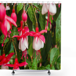Personality  Closeup Of Pink And White Fuchsia Flowers In The Green Bush Shower Curtains