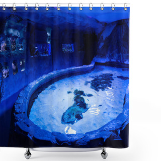 Personality  Fishes Swimming Under Water In Aquariums And Pool With Blue Lighting In Oceanarium Shower Curtains
