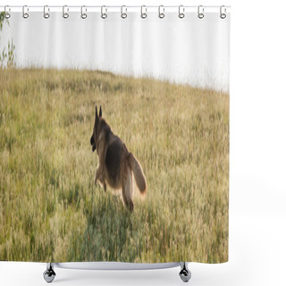 Personality  Cattle Dog Running On Green Meadow In Countryside, Banner Shower Curtains