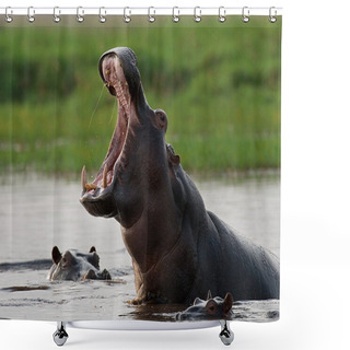 Personality  Wild Hippopotamuses In The Water Shower Curtains