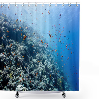 Personality  Beautiful Coral Reef And Some Red Fishes Near The Dahab City Of  Shower Curtains