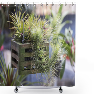 Personality  Beautiful Of Tillandsia Air Plant In Garden Shower Curtains