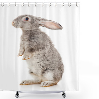 Personality  Gray Rabbit Shower Curtains