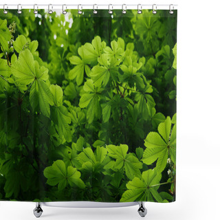 Personality  Beautiful Blooming Green Chestnut Tree Outdoors Shower Curtains