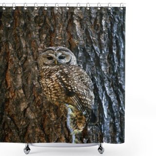 Personality  Mexican Spotted Owl Camouflaged Against Tree Bark Shower Curtains