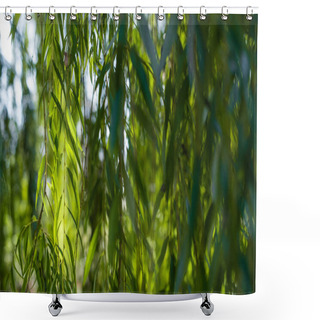 Personality  Close Up View Of Willow Tree Branches With Sunlight Shower Curtains