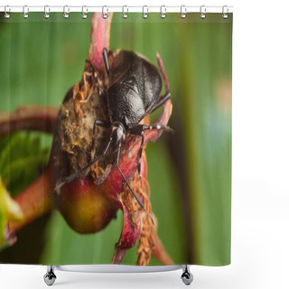 Personality  Ground Beetle (Carabus Hortensis) Shower Curtains