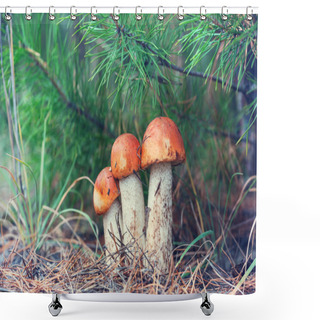 Personality  Mushrooms In Fall Season Shower Curtains