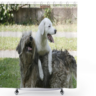 Personality  Due Cani Giocherelloni Shower Curtains