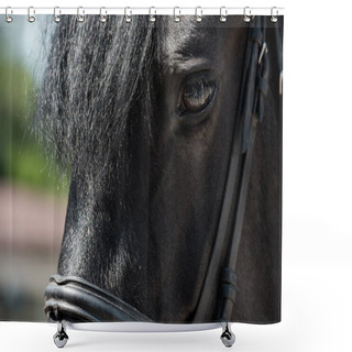 Personality  Beautiful Purebred Horse  Shower Curtains