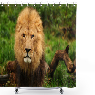 Personality  Majestic Lion Portrait Shower Curtains