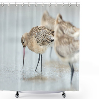 Personality  Bar-tailed Godwit  Birds Shower Curtains