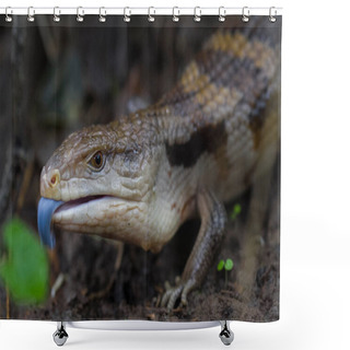 Personality  Close Up Of Blue Tongue Skink Lizard Shower Curtains
